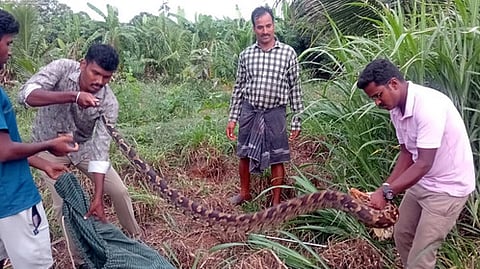  விவசாய நிலத்தில் பிடிபட்ட மலைப்பாம்பு.