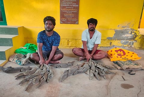 கிருஷ்ணகிரி அருகே 17 உடும்புகள் மீட்பு: 3 பேர் கைது!