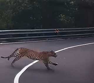 திம்பம் மலைப் பாதையில் சிறுத்தை நடமாட்டம்