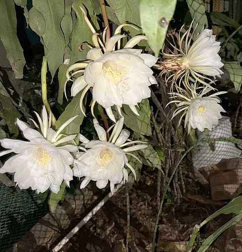 பூத்துக் குலுங்கும் பிரம்மகமலம் எனும் நிஷாகந்தி மலா்கள் - கோப்புப்படம்