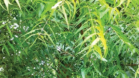 பெண்ணால் உயர்ந்தவர்!