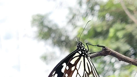சித்தரிக்கப்பட்டது