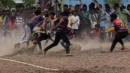 முதுகுளத்தூா் அருகேயுள்ள எஸ்.ஆா்.என். பழங்குளம் கிராமத்தில் நடைபெற்ற வடமாடு மஞ்சுவிரட்டில் காளையை அடக்கிய மாடுபிடி வீரா்கள். 