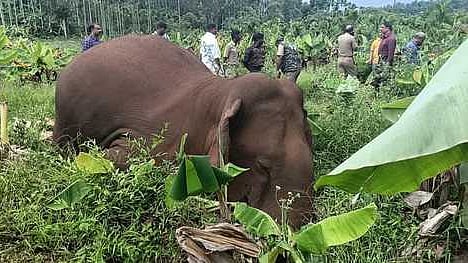  கூடலூரை அடுத்துள்ள தேன்வயல் கிராமத்தில் வாழைத் தோட்டத்தில் சேற்றில் சிக்கி உயிரிழந்த ஆண் காட்டு யானை.