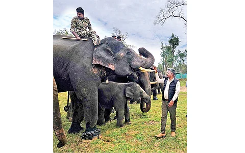 வனத்துக்கு அழகு புலி!