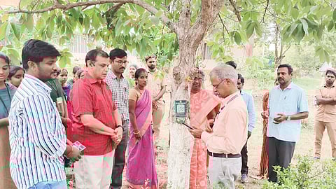 மரத்தில் உள்ள க்யூ. ஆர். குறியீட்டு