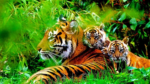 புலிகள்