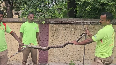 திருத்தணியில் பிடிப்பட்ட 7 அடி நீள மலைப்பாம்பு.