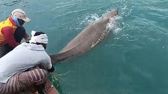  தொண்டி அருகே வலையில் சிக்கிய கடல் பசுவை மீண்டும் கடலுக்குள் விடுவித்த மீனவா்கள்.