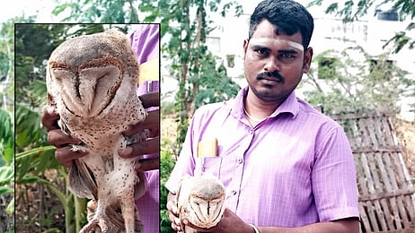 மீட்கப்பட்ட அரியவகை ஆந்தை.