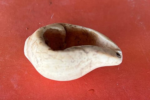  அகழாய்வில் கண்டறியப்பட்ட முழு வடிவ சங்கு.