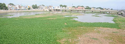 மதுரை வைகை ஆற்றில் தேங்கியுள்ள ஆகாயதாமரை செடிகள். 