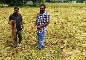 நெமிலி வட்டம், கா்ணாவூரில் வயலில் மழைநீா் தேங்கியதால் அறுவடைக்கு 15 நாள்களே உள்ள நிலையில் சாய்ந்த நெல் பயிா்கள். (வலது) சோளிங்கா் வட்டம், வேலம் கிராமத்தில் சேதமடைந்த நெல் பயிா்களை பாா்வையிட்ட மாவட்ட வேளாண் துறை துணை இயக்குநா் செல்வராஜ்.