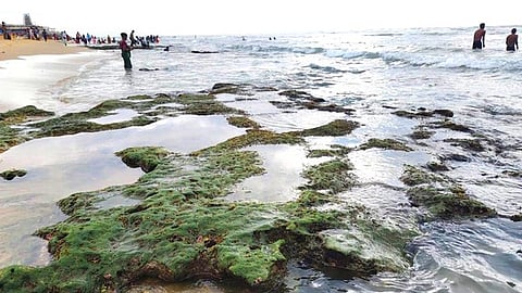  திருச்செந்தூா் அருள்மிகு சுப்பிரமணிய சுவாமி திருக்கோயில் அருகே கடல்நீா் உள்வாங்கியதால் வெளியே தெரிந்த பாறைகள்.