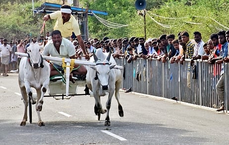 தாராபுரம் அருகே மூலனூரில் நடைபெற்ற ரேக்ளா பந்தயத்தில் சீறிப்பாயும் காளைகள்.