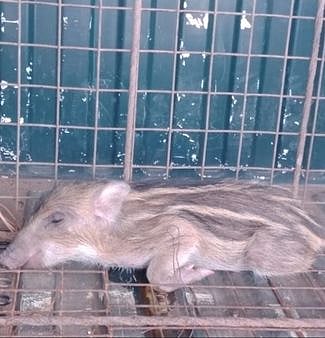 தஞ்சாவூா் அருகே வெள்ளாம்பெரம்பூரில் செவ்வாய்க்கிழமை சிக்கிய காட்டுப்பன்றியை வனத்துறையினரிடம் ஒப்படைத்த விவசாயிகள்.