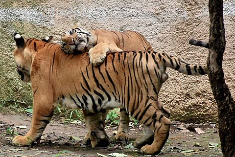 கோப்புப் புலி. 