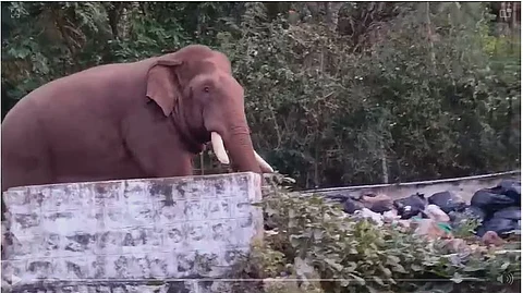 கோயில் யானை என நினைத்து காட்டு யானைக்கு பிரசாதம் கொடுக்கச் சென்ற பக்தர்!