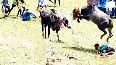  சிங்கம்புணரி அருகே கோழிக்குடிபட்டியில் சனிக்கிழமை நடைபெற்ற மஞ்சுவிரட்டில் சீறிப்பாயும் காளைகள்.