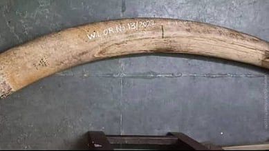  பறிமுதல் செய்யப்பட்ட யானை தந்தம்.