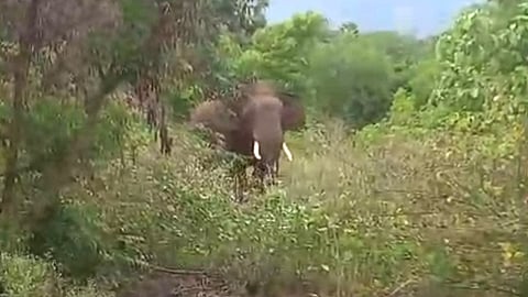  பழனியை அடுத்த சட்டப்பாறையில் ஞாயிற்றுக்கிழமை விவசாயத் தோட்டத்தில் சுற்றித் திரிந்த காட்டு யானை.