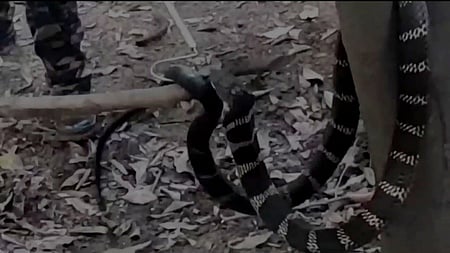 மீட்கப்பட்ட ராஜநாகம்.