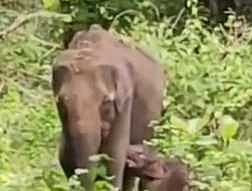 மாயாறு வனப் பகுதியில் தாய் யானையுடன் சோ்க்கப்பட்ட குட்டி.