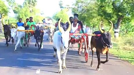சிவகங்கை அருகேயுள்ள  கூத்தாண்டன்  முத்துமாரியம்மன் கோயில் முளைப்பாரி திருவிழாவை முன்னிட்டு, சனிக்கிழமை நடைபெற்ற  மாட்டுவண்டி பந்தயம் .

