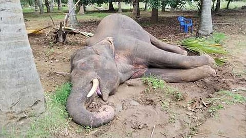 மின்வேலியில் சிக்கி உயிரிழந்த ஆண் யானை.