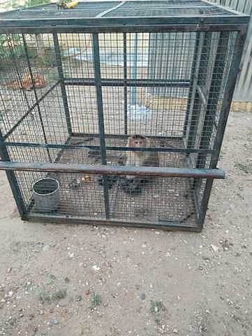 பிடிபட்ட குரங்கு.