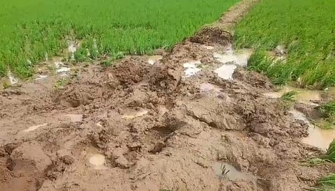  யானைகளால் சேதமான நெற் வயல்.