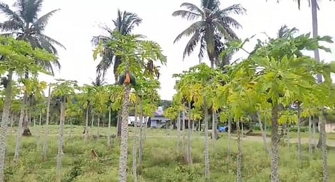 ஊத்தங்கரையை அடுத்த கெடகானூா் கிராமத்தில் நோய் தாக்குதலால் பாதிக்கப்பட்டுள்ள பப்பாளி மரங்கள். 