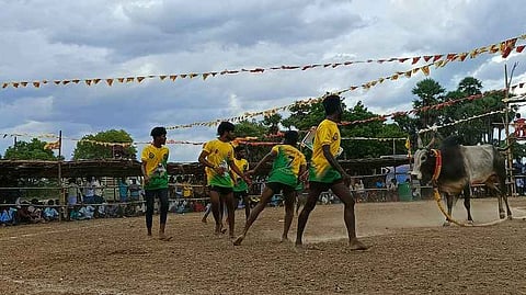  முதுகுளத்தூா் அருகே மேலத்தூவலில் வியாழக்கிழமை நடைபெற்ற வடமாடு மஞ்சுவிரட்டு.