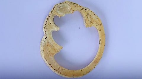 வெம்பக்கோட்டை மூன்றாம் கட்ட அகழாய்வில் வெள்ளிக்கிழமை கண்டெடுக்கப்பட்ட அலங்கரிக்கப்பட்ட முழு சங்கு வளையல்