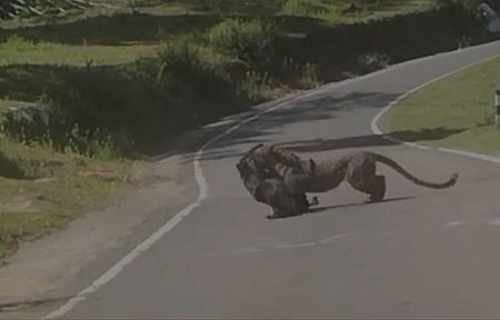 பேரகணி சாலையில் நாயை வேட்டையாடி கவ்விச் செல்லும் சிறுத்தை.