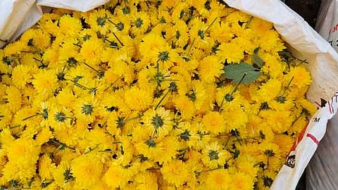 ஒசூரில் பூக்கள் விலை வீழ்ச்சி