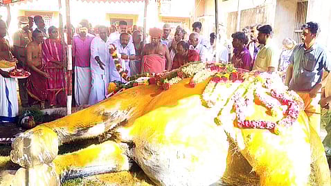  உயிரிழந்த கோயில் யானை சுப்புலட்சுமியின் உடலுக்கு வெள்ளிக்கிழமை மாலையணிவித்து மரியாதை செலுத்திய தமிழக கூட்டுறவுத் துறை அமைச்சா் கேஆா். பெரியகருப்பன், குன்றக்குடி பொன்னம்பல அடிகளாா்.
