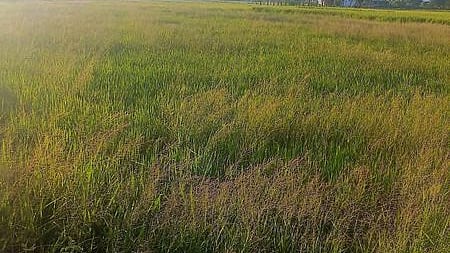 

 குலமங்கலம் பகுதியில் நெல் வயலில் படா்ந்துள்ள களைச் செடிகள். 



