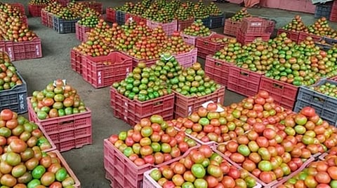 தக்காளி 