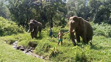கும்கி யானைகள் (கோப்புப்படம்)