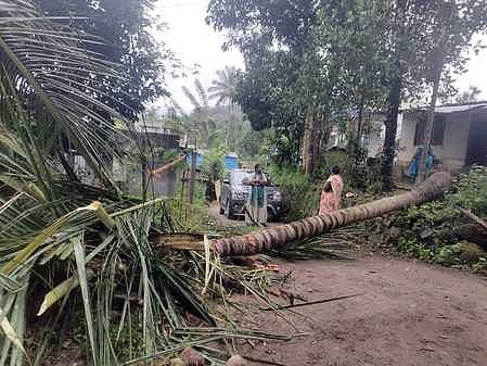 Uprooted coconut tree kills two women workers in Kerala  
