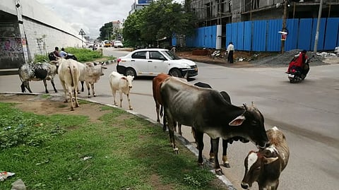 கோப்புப் படம். 