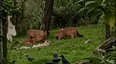  வேட்டையாடிய எருமைக் கன்றை உண்ணும் செந்நாய் கூட்டம்.