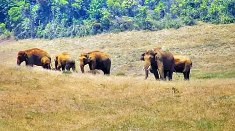 கோதையாறு வனப்பகுதியில் கோபம் தணிந்த அரிக்கொம்பன்!