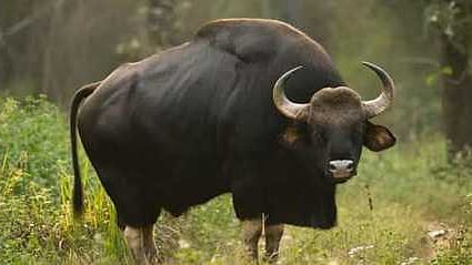  கொடைக்கானல் பேருந்து நிலையப் பகுதியில் சுற்றித் திரிந்த காட்டுமாடு