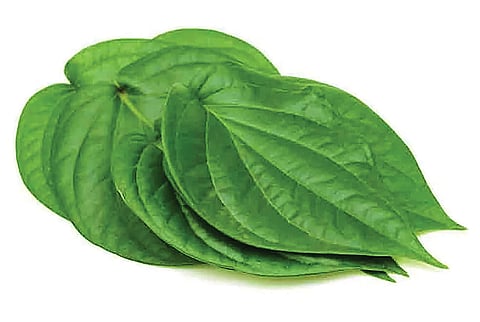 வெற்றிலை