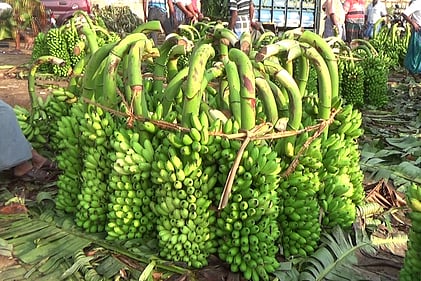 ஏல விற்பனைக்கு கொண்டு வரப்பட்டிருந்து பூவன் வாழைத்தாா்கள். 