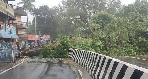 நல்லமாங்குடியில் சாலை நடுவில் விழுந்து கிடக்கும் மரம்.