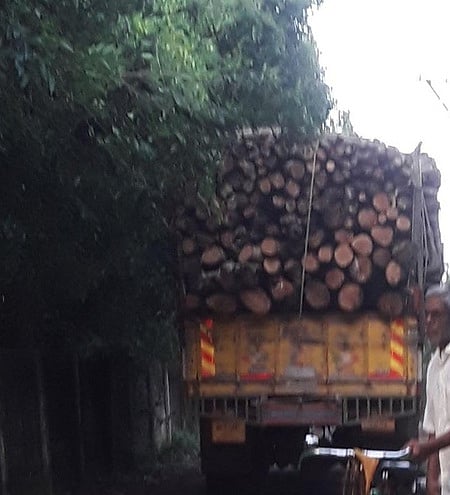  நாகூா் தா்காவிற்கு சொந்தமான தோட்டத்தில் இருந்து வெட்டி, லாரியில் ஏற்றப்பட்ட மரங்கள்.