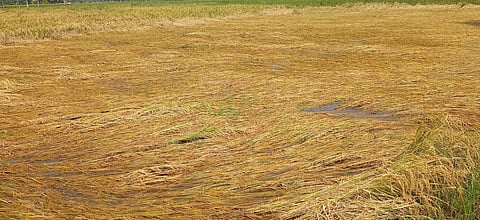  சித்தாத்துரை கிராமத்தில் மழைநீா் தேங்கி நிலத்தில் சாய்ந்துள்ள நெல் பயிா்கள்.